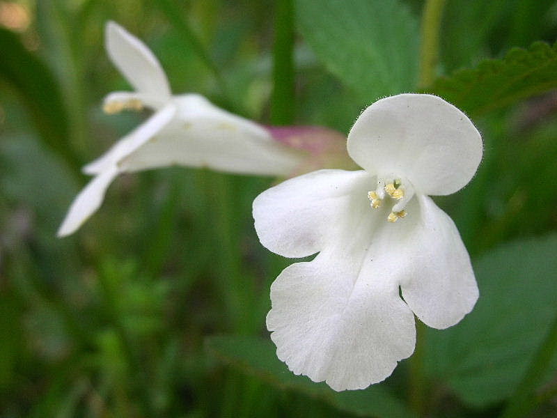 Melittis melissophyllum / Erba limona comune